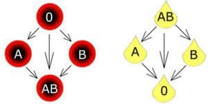 Bild på transfusionsmedicin Erytrocyter och Plasma